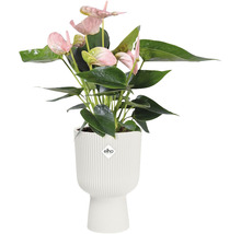 ELHO Bloempot Vibes fold coupe wit Ø 14 cm H 21 cm