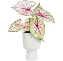 ELHO Bloempot Vibes fold coupe wit Ø 14 cm H 21 cm