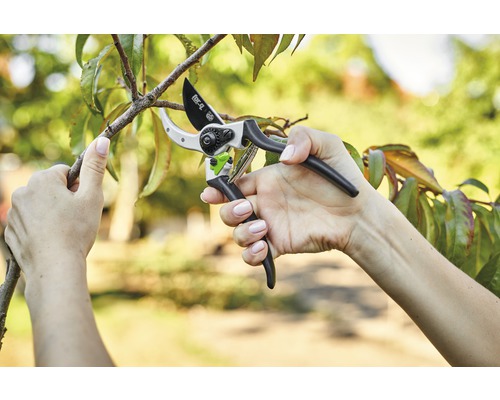 Iemand snoeit een tak met een tuinschaar.