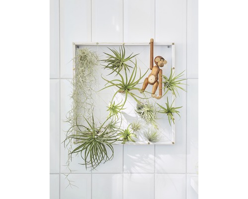 Decoratieve luchtplanten in een wit frame met een houten aap als decoratie