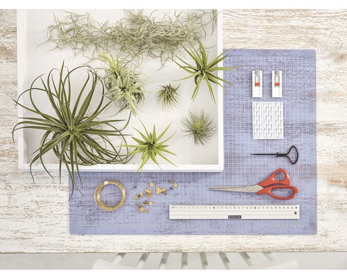 Luchtplanten in een witte container met gereedschap op een snijmat