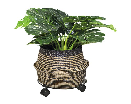 Monstera kamerplant in een mand met wielen