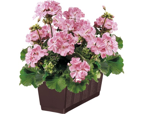 Geraniums in plantenbak