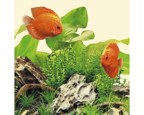 Aquariumdecoratie met discusvissen, waterplanten en stenen