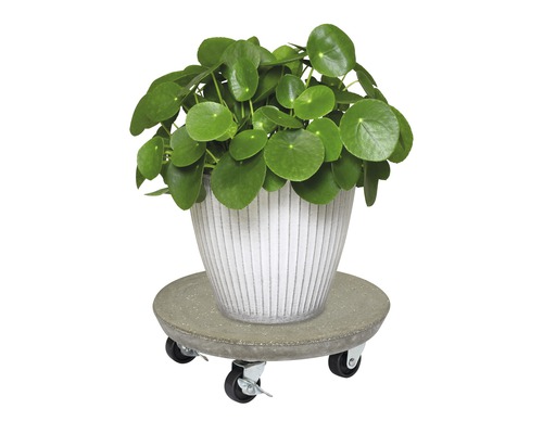 Kamerplant in pot op plantenroller