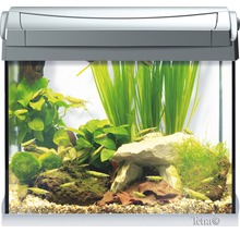 Aquarium met planten, stenen en decoratie