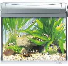 Aquarium met planten en garnalen