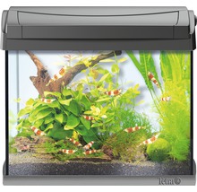 Aquarium met planten en garnalen