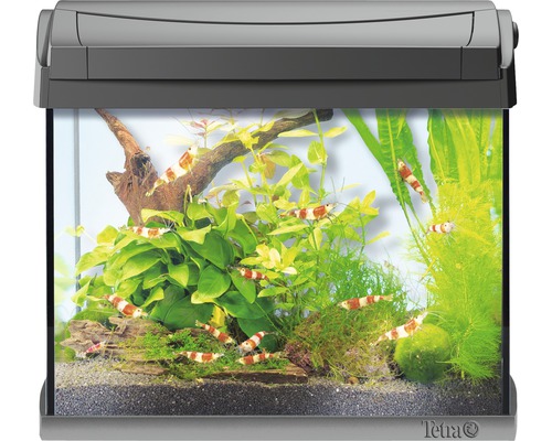 Aquarium met planten en garnalen