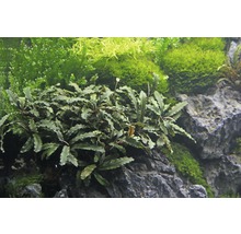 Aquariumplant Bucephalandra op steen