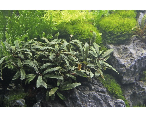 Aquariumplant Bucephalandra op steen