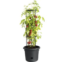 Tomatenplant met plantensteun in plantenbak