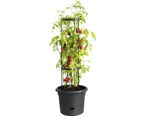 Tomatenplant met plantensteun in plantenbak