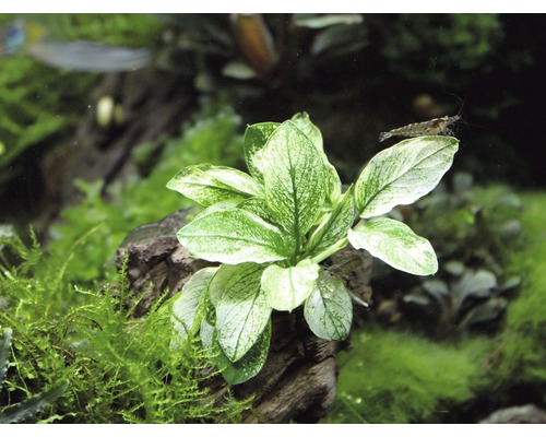 Aquariumplant op een stuk hout met een garnaal