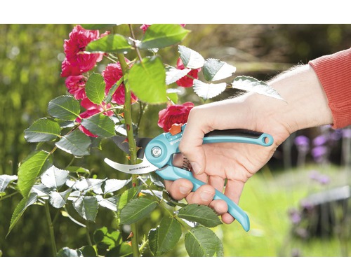 Tuinschaar snoeit rozenstruik