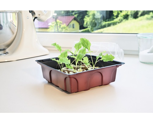 Zaaitray met jonge planten op een vensterbank