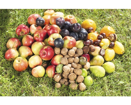 Fruit en noten liggen op gras