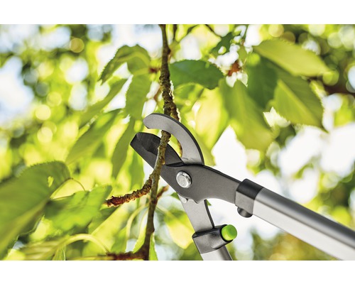 Takkenzaag knipt een tak voor groen blad