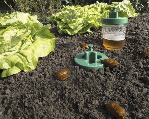 Slakkenval in de groentetuin met sla en slakken