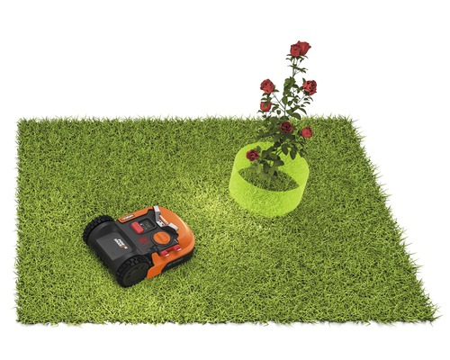 Grasveld met robotmaaier en rozenstruik