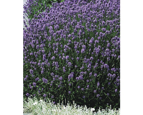 Lavendelstruik met paarse bloemen in de tuin.