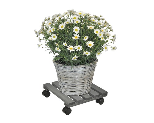 Madeliefjes in gevlochten mand op houten plantenroller