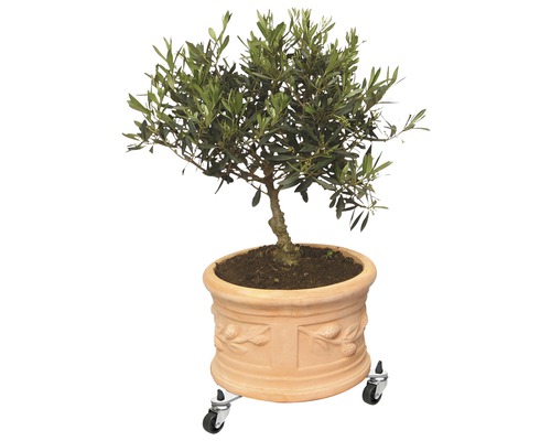 Olijfboom in terracotta bloempot met wielen