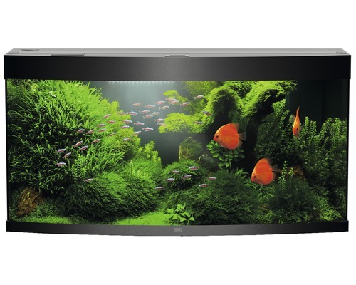 Aquarium met waterplanten en vissen