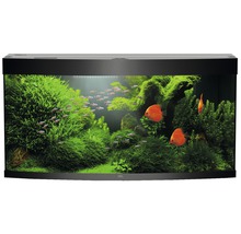 Aquarium met vissen en planten