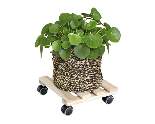 Pannenkoekenplant in een mand op een plantenroller