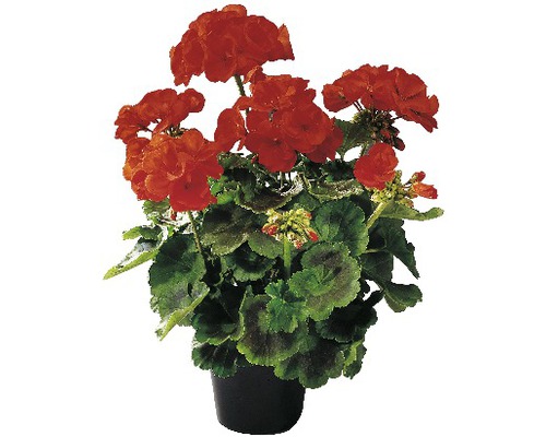 FLORASELF Geranium Pelargonium zonale potmaat Ø 10.5 cm FLORASELF Geranium Pelargonium zonale potmaat Ø 10.5 cm