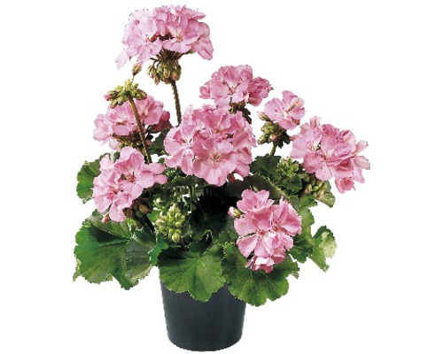 Geranium met roze bloemen in pot