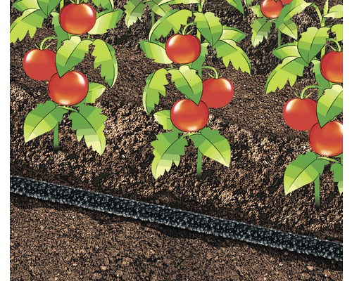 Illustratie van een tuin met tomatenplanten en irrigatieslang