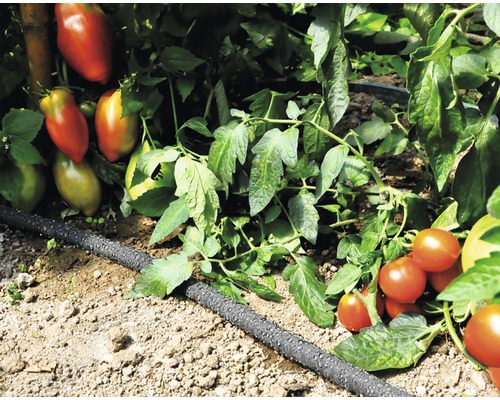 Tomatenplanten met druppelslang voor irrigatie in de tuin