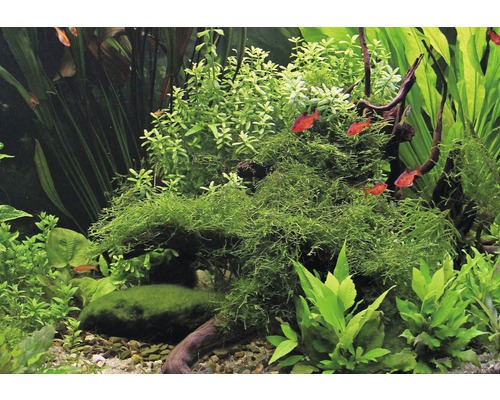 Aquarium met waterplanten en vissen