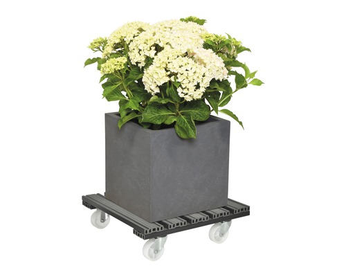 Bloempot met hortensia''s op rolplank