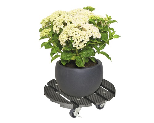Hortensia in pot op plantenroller