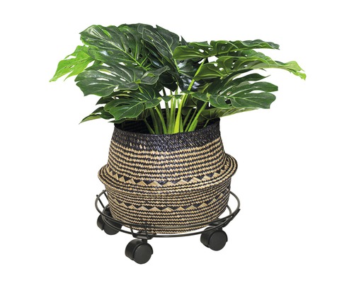 Monstera plant in een gevlochten mand op een plantenroller.