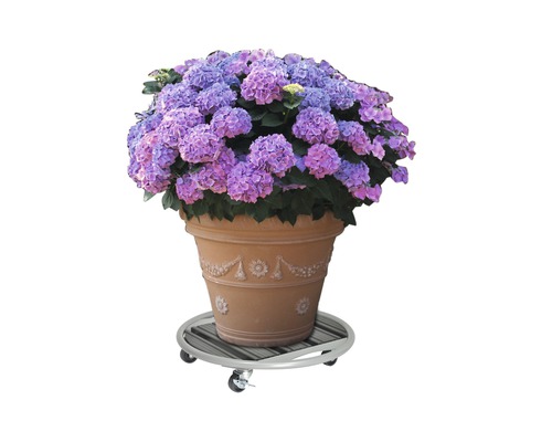 Bloempot met hortensia''s op plantenroller
