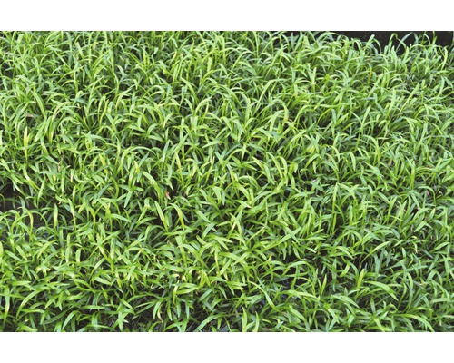 Close-up van graszode