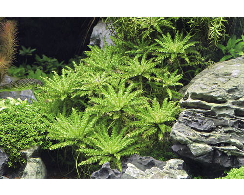 Aquarium met waterplanten en rotsen