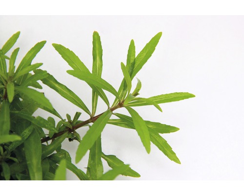 Waterpest met groene bladeren voor aquaria