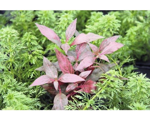 Waterplant met rode bladeren tussen groene planten