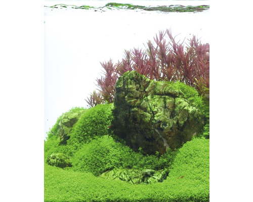 Aquarium met stenen, mos en waterplanten