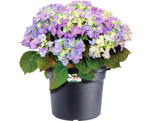 Hortensia in zwarte plantenpot