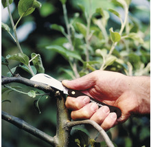 Een hand gebruikt een Fiskars oculatiemes om een tak te snoeien.