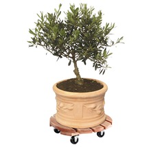 Olijfboom in plantenpot op plantenroller