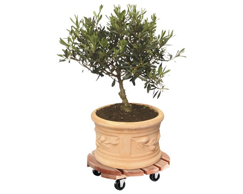 Olijfboom in plantenpot op plantenroller