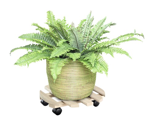 Potplant in mand op plantenroller