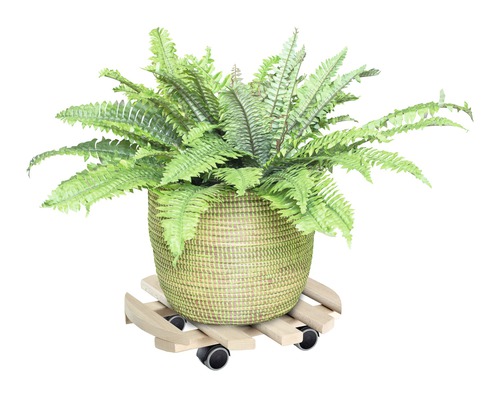 Groene varen in gevlochten pot op plantenroller van hout